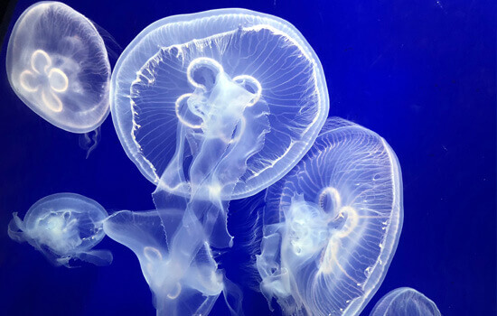 jellyfish on a dark blue background