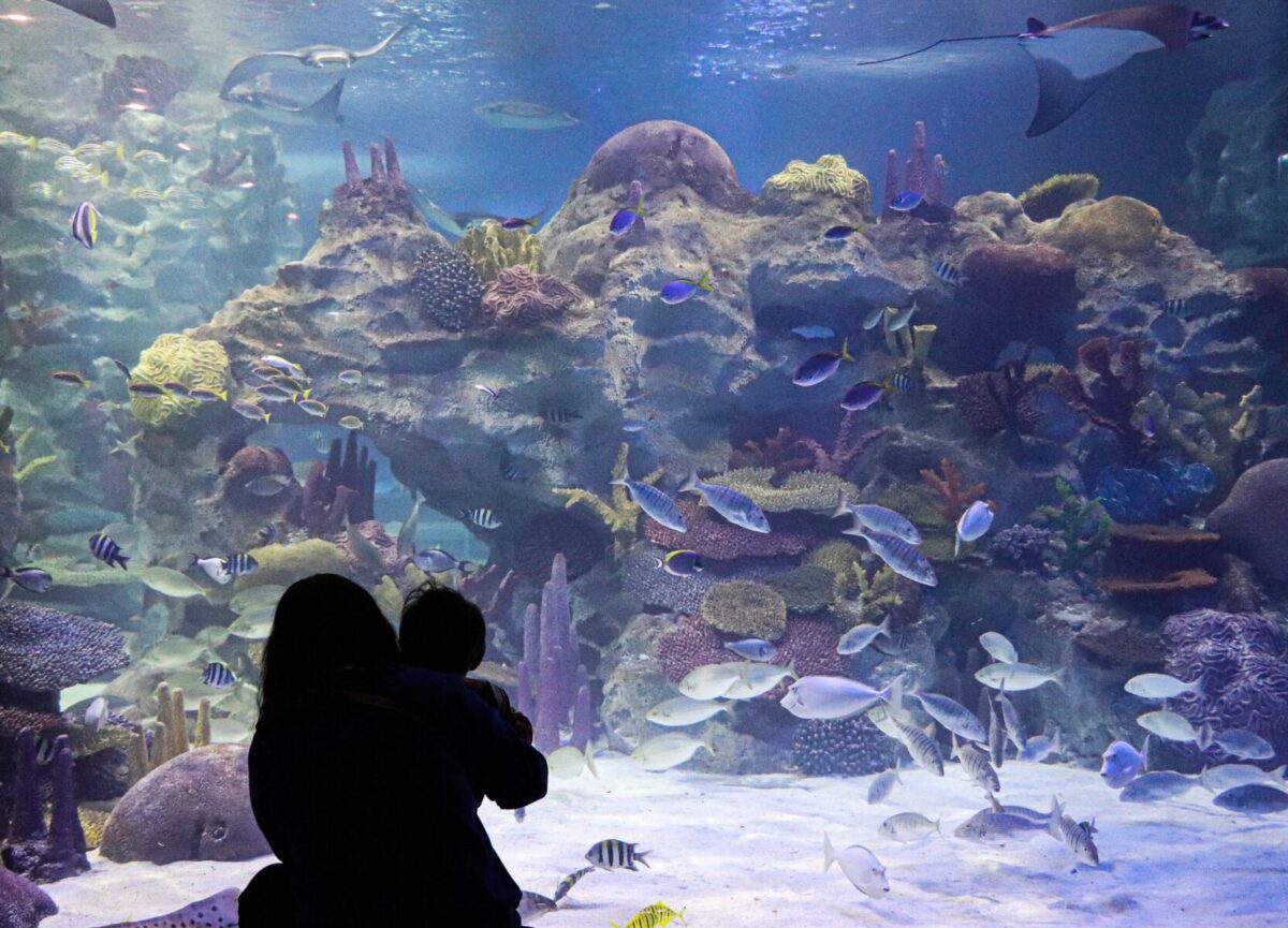 Child and mother look at fish in the North Carolina Aquarium