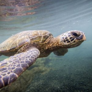 Sea Turtle in the Atlantic Ocean