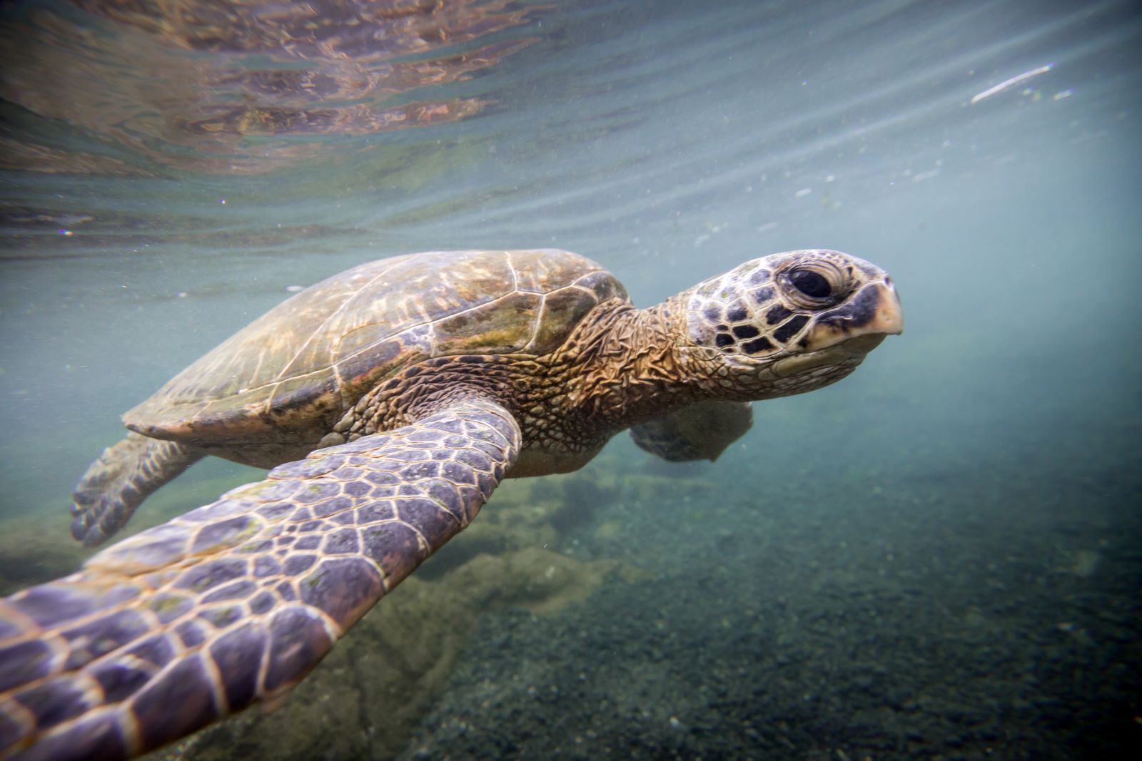 Sea Turtle in the Atlantic Ocean
