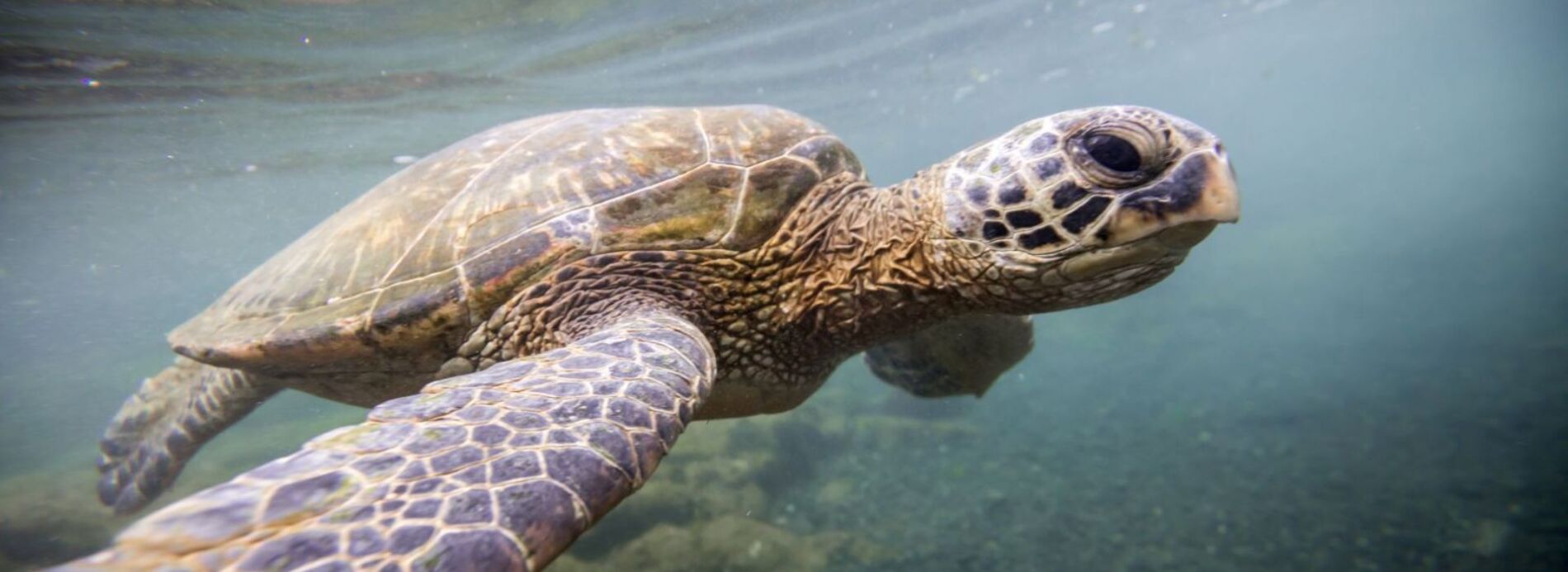turtle swimming