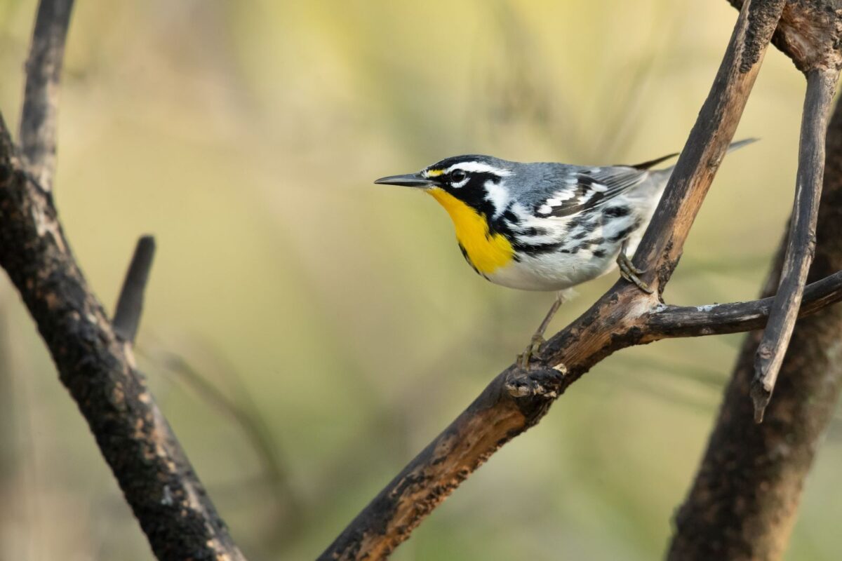 a warbler on a branch