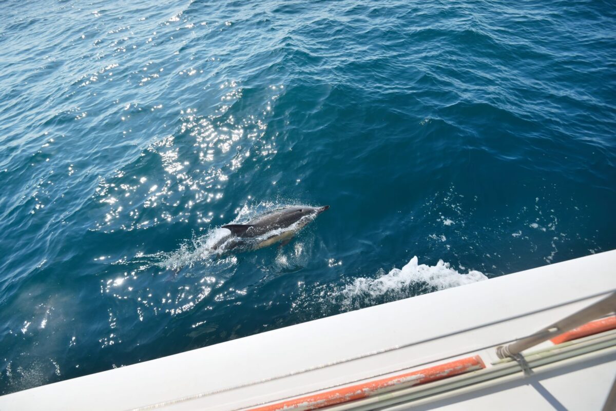 Dolphin Cruise in Atlantic Beach, NC