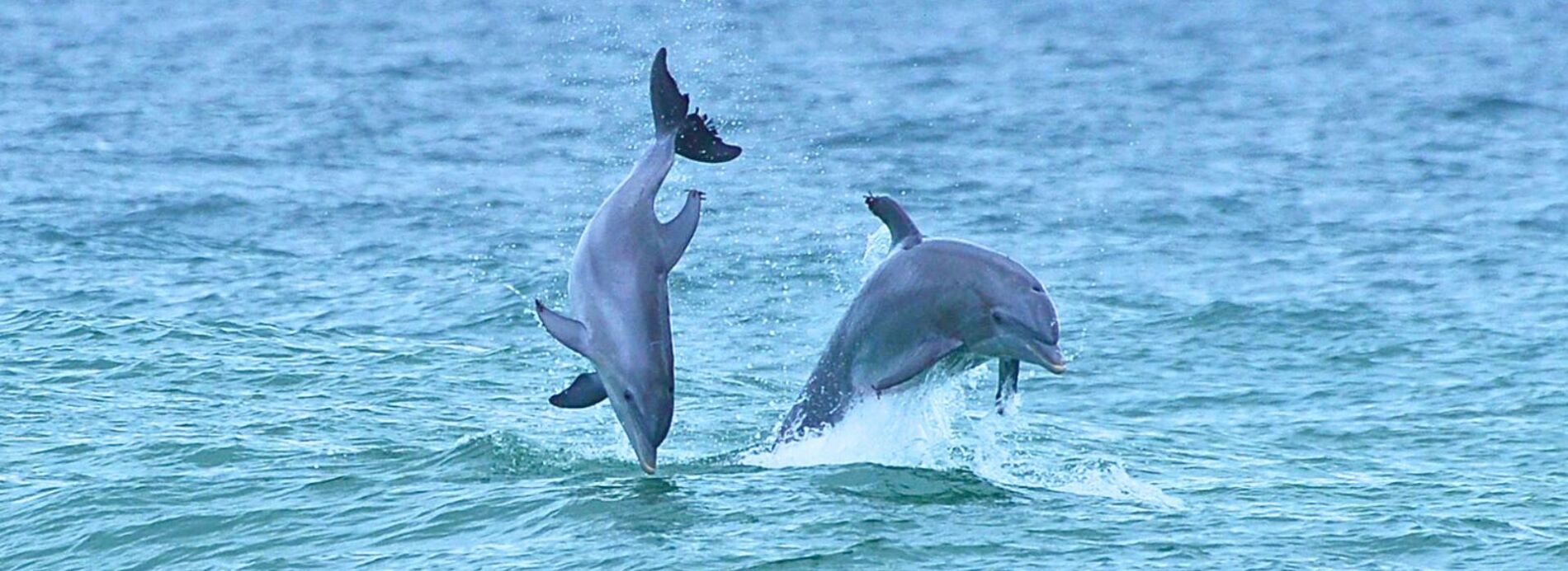 dolphins in atlantic beach