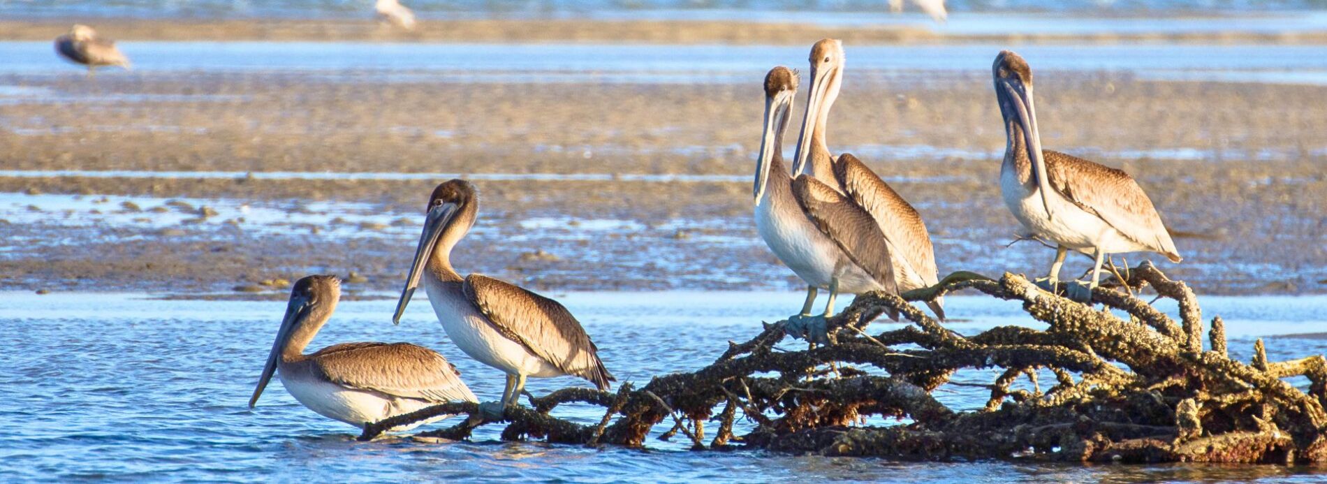 pelicans at Harkers Island NC