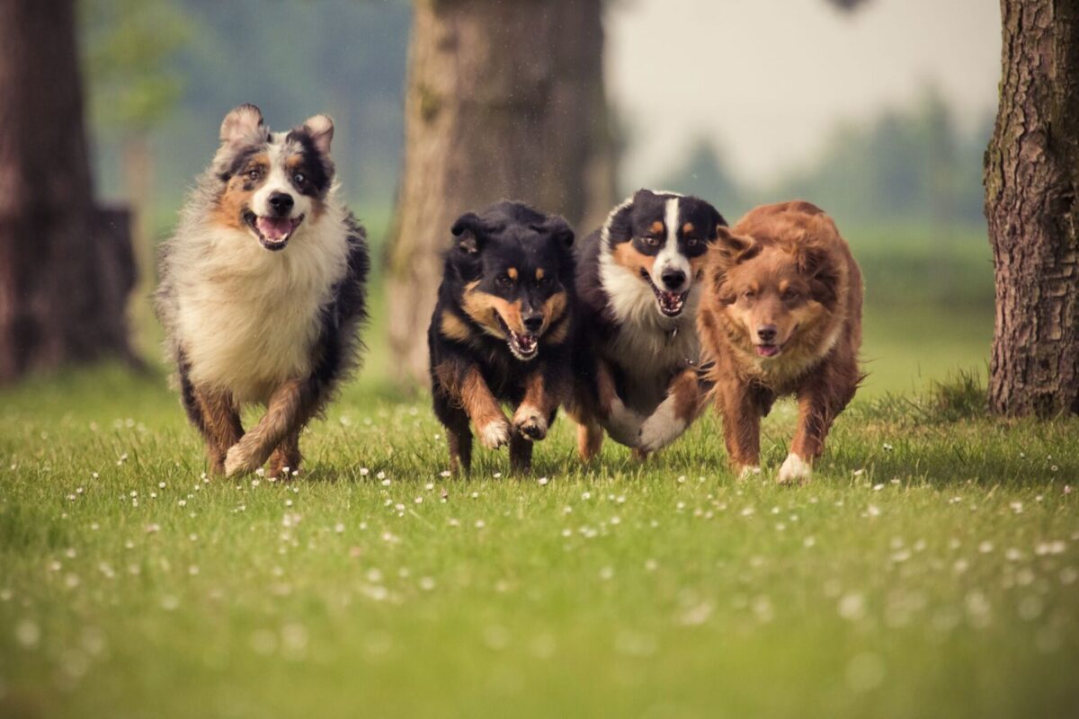 group of Australian Shepherds running in Atlantic Beach dog park 