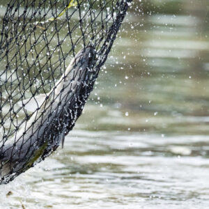 fish in net
