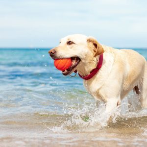 dog with ball