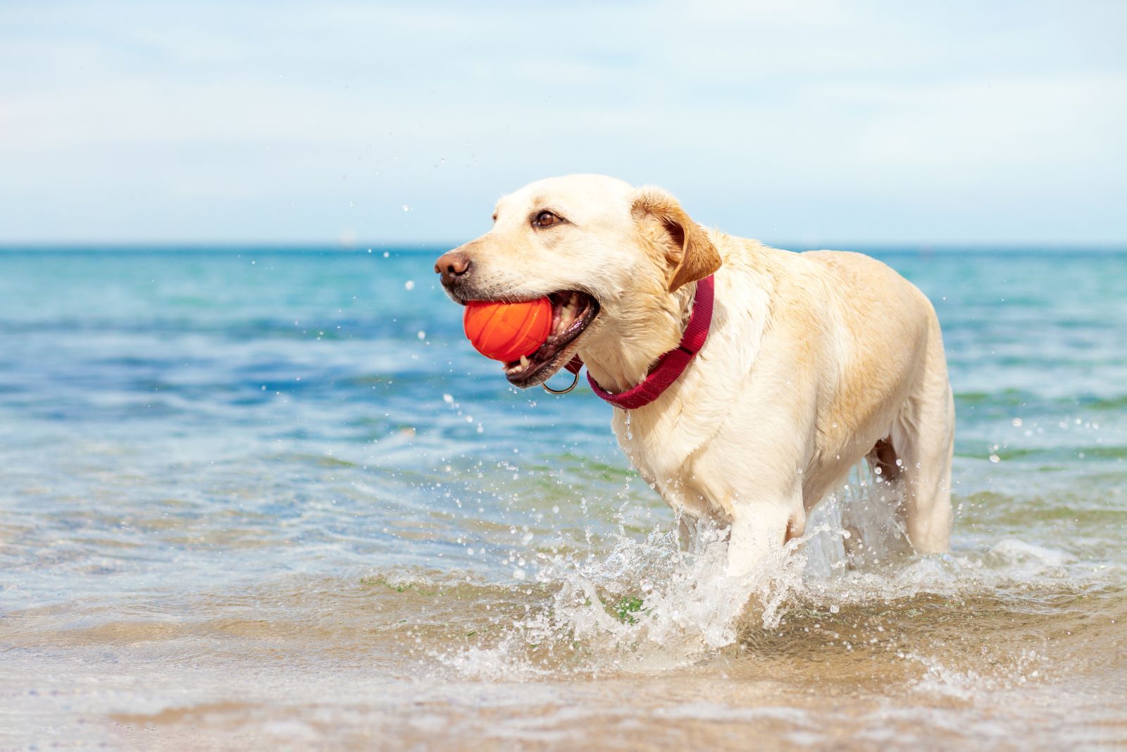 dog with ball