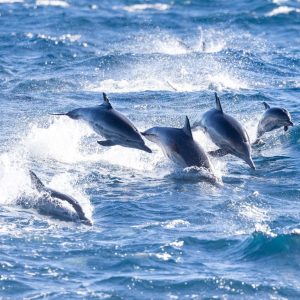 dolphins in the water
