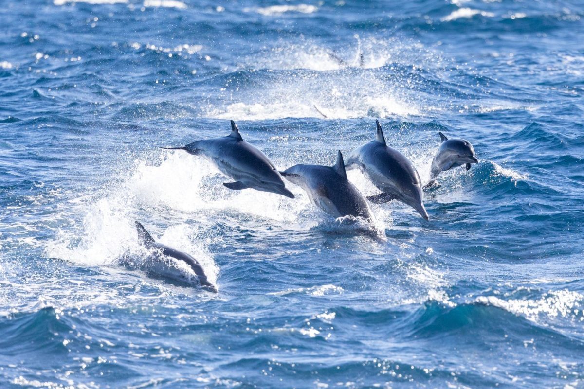 dolphins jumpinh