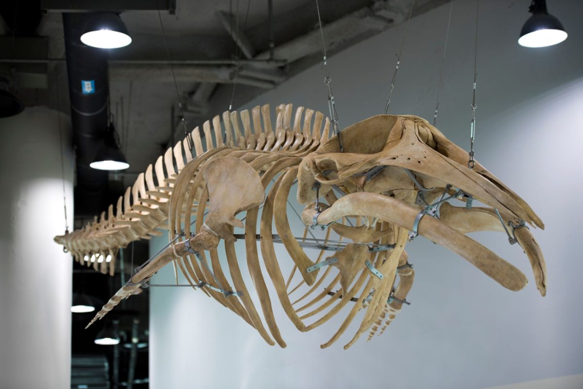 museum display of a suspended whale skeleton