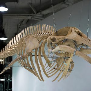 museum display of a suspended whale skeleton