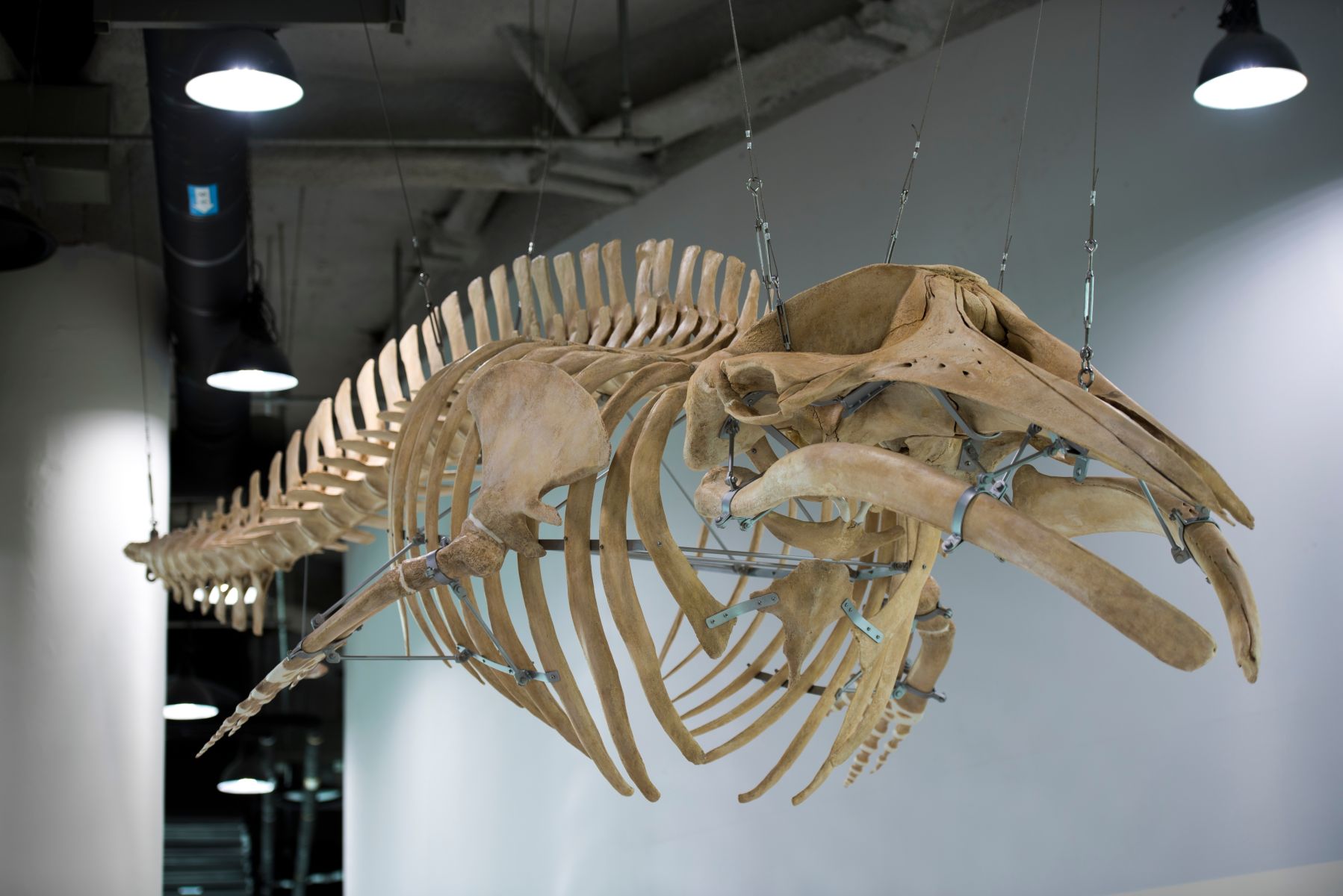 museum display of a suspended whale skeleton